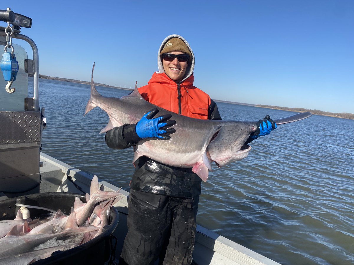 DirtyDog650's tweet image. Due to wind and some other distractions, I’m late in posting some deets about #PaddlefishNetting today! We had 40mph gusts, so it was an adventure.