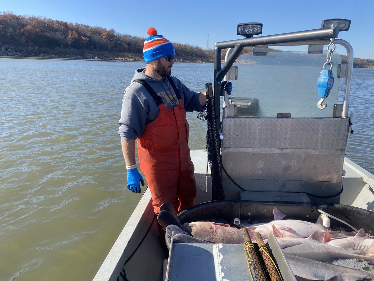 DirtyDog650's tweet image. Due to wind and some other distractions, I’m late in posting some deets about #PaddlefishNetting today! We had 40mph gusts, so it was an adventure.