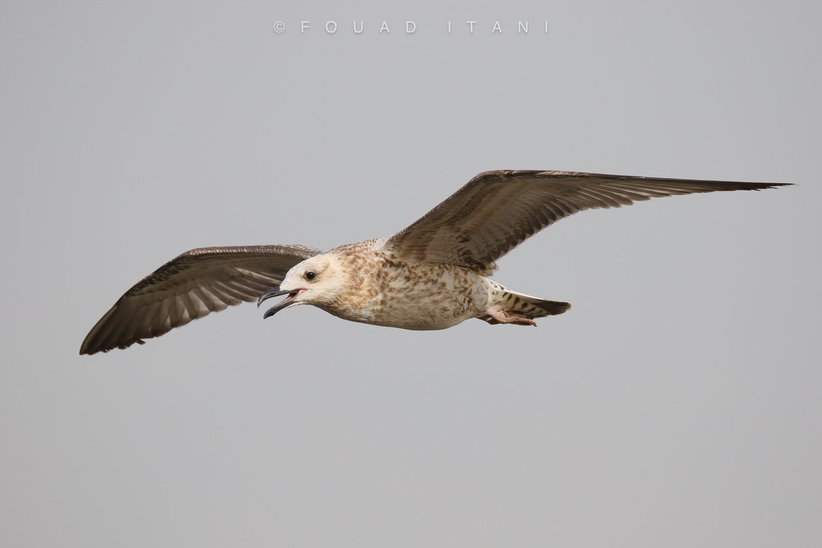 BirdLebanese's tweet photo. Braving the winter season, our team is out in the field and on the waves, gathering crucial data for our groundbreaking "National Assessment for Maritime and Coastal Bird Species of Lebanon."  We're grateful for the support from the @GreengrantsFund  in powering this initiative. https://t.co/J0RKKGWGv3