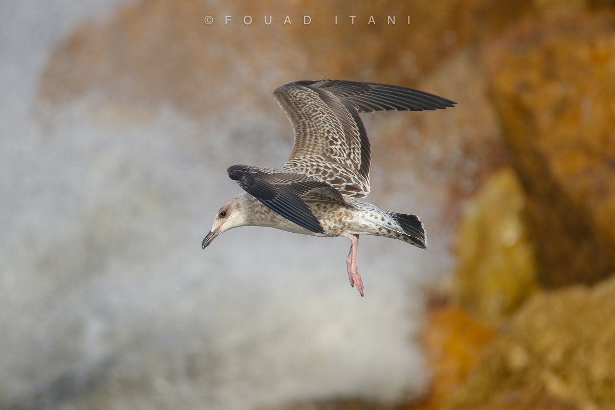 BirdLebanese's tweet photo. Braving the winter season, our team is out in the field and on the waves, gathering crucial data for our groundbreaking "National Assessment for Maritime and Coastal Bird Species of Lebanon."  We're grateful for the support from the @GreengrantsFund  in powering this initiative. https://t.co/J0RKKGWGv3