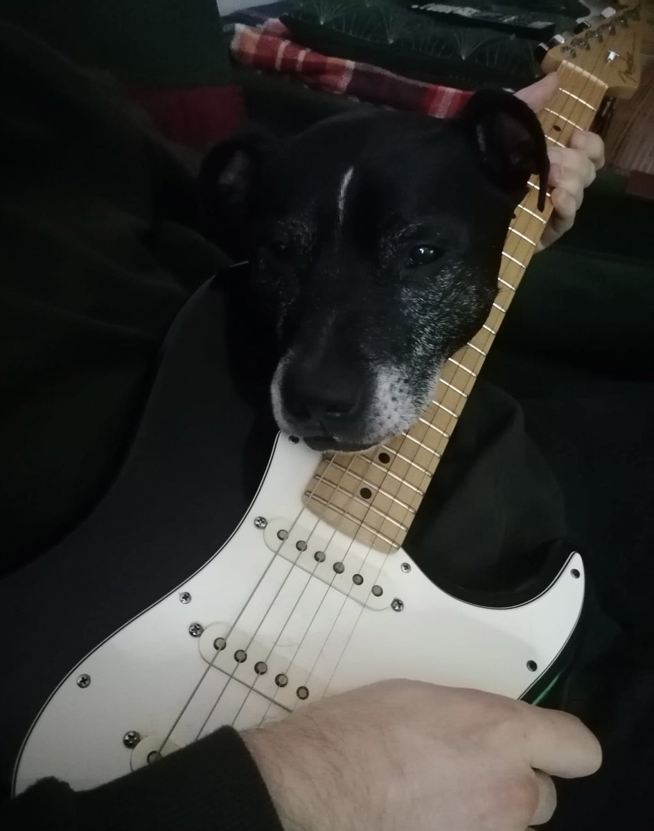 Me and my band. Playing guitar in this house is a joint effort. #staffy x