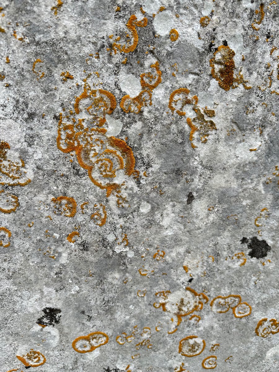 Just learning about lichens, however, I think this is Caloplaca flavescens on a grave stone at Rockbourne, Hants.  Like little wonky golden bullseyes.