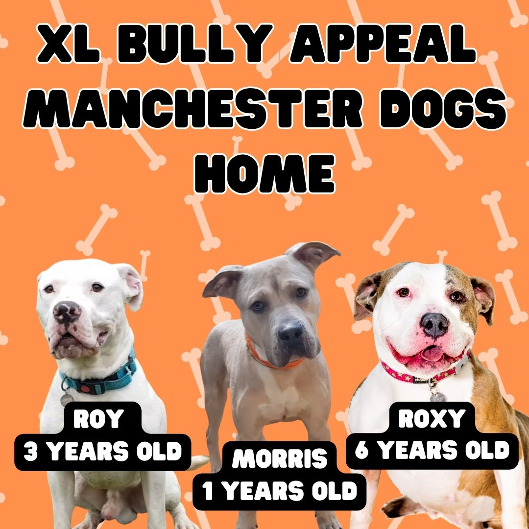 Good_vibes_up's tweet photo. URGENT APPEAL: 3 #XLBully DOGS NEED REHOMED!!

From Manchester & Cheshire Dogs' Home #UK:

"We’re currently seeking responsible and loving forever homes for our beautiful XL bullies: Roy, Morris & Roxy

As these are special cases given the upcoming change in government legislation (the dogs will have to exempted before 31st December 2023), we’re offering comprehensive support packages to the adopters, including ongoing advice, muzzle training and priority neutering and spaying. All the dogs come insured and the provider has committed to providing ongoing health insurance beyond the breed re-classification if the new owners keep up insurance payments.

Anyone interested in adopting any of the dogs should apply via their pages:
https://t.co/Muy44Zoi9e
https://t.co/OcUnQ6x2lF
https://t.co/5Qtno3qG2X

No negative comments please; our charity’s motto is “Give a dog a chance”, and this is all about re-homing dogs who have come into our care through no fault of their own."

https://t.co/wSAbhMSLp8

Twitter / X Rescue Network  ⬇️⬇️⬇️

@reddogsusie @TaniaHop3 @WinglessBird_ @SandraK93322487 @NMBewitched @ckarr2 @venetianblonde @Dubs4Mutts @MyBoxerLuvMac1 @mapleveewesem @TAVNWNYCACC @Jacquel35589242 @ohrles @AngelaORegan7 @Janetlynne211 @rollca49 @MelissaRNMBA @DebraDragonhea2 @jijmpel @EMluvsPibbles @AnneBay4 @betsrosed @MaeDavi34581419 @beeleevitonly @DarleneSwan11 @BoomerBeatViews @SherMoss7 @sharon58642664 @PhaedraXTeddy @ColleenOwens4 @nasrene41 @PeterAskin1 @htfleming73 @GoldenBeverley @LisaBrabson @MelodyLenz6 @psychicwhisper3 @lmcplc20169 @Barbann56 @marilynwinders @Freedom4Enigma @BearyHappy04 @the_sigismund @SuzanneSugar @RoCoGB @dontbanlicence @AngRiley1 @bullywatchlies @Odie192697