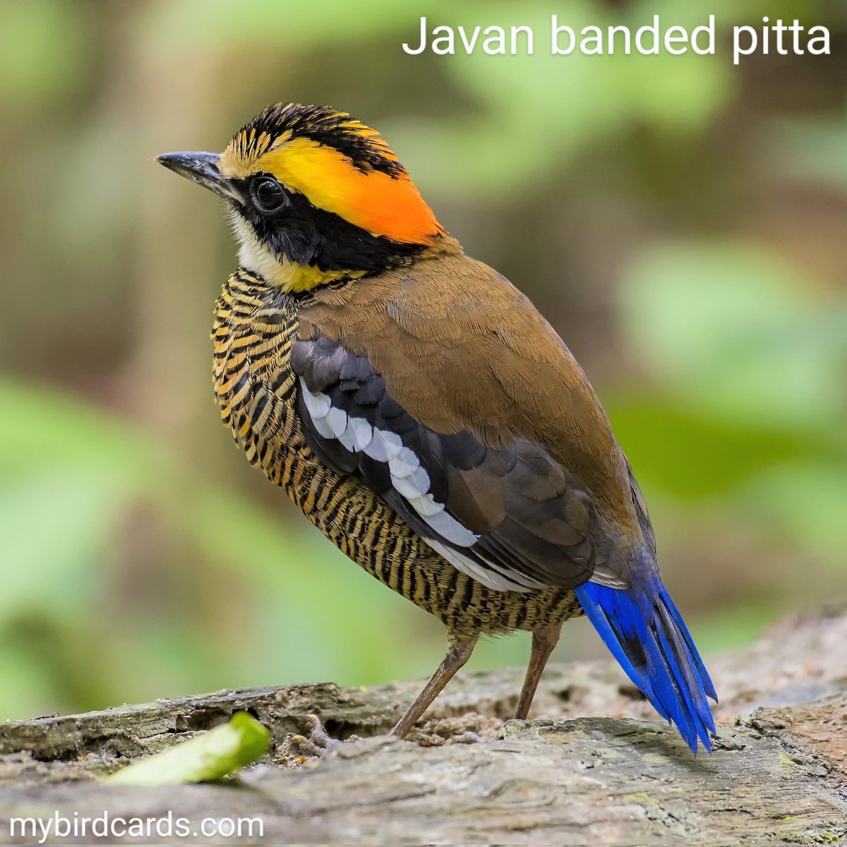 Javan banded pitta 🌏 #Asianbirds #Indonesianbirds #Javanesebirds #Balibirds | #mybirdcards #birdcards #birds🦜