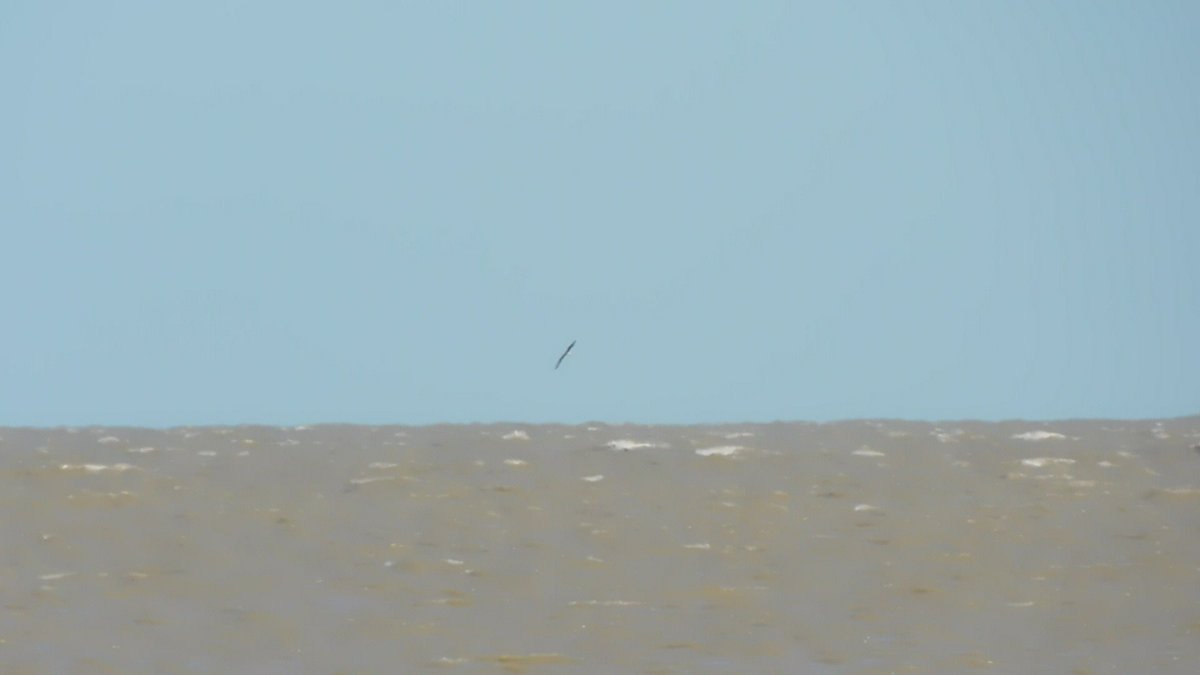MicxSol's tweet photo. Un albatros ceja negra, también visto desde la costa de punta rasa (usen la imaginación).
#TaxoJueves #Procellariiformes https://t.co/QaSCxpTg9V