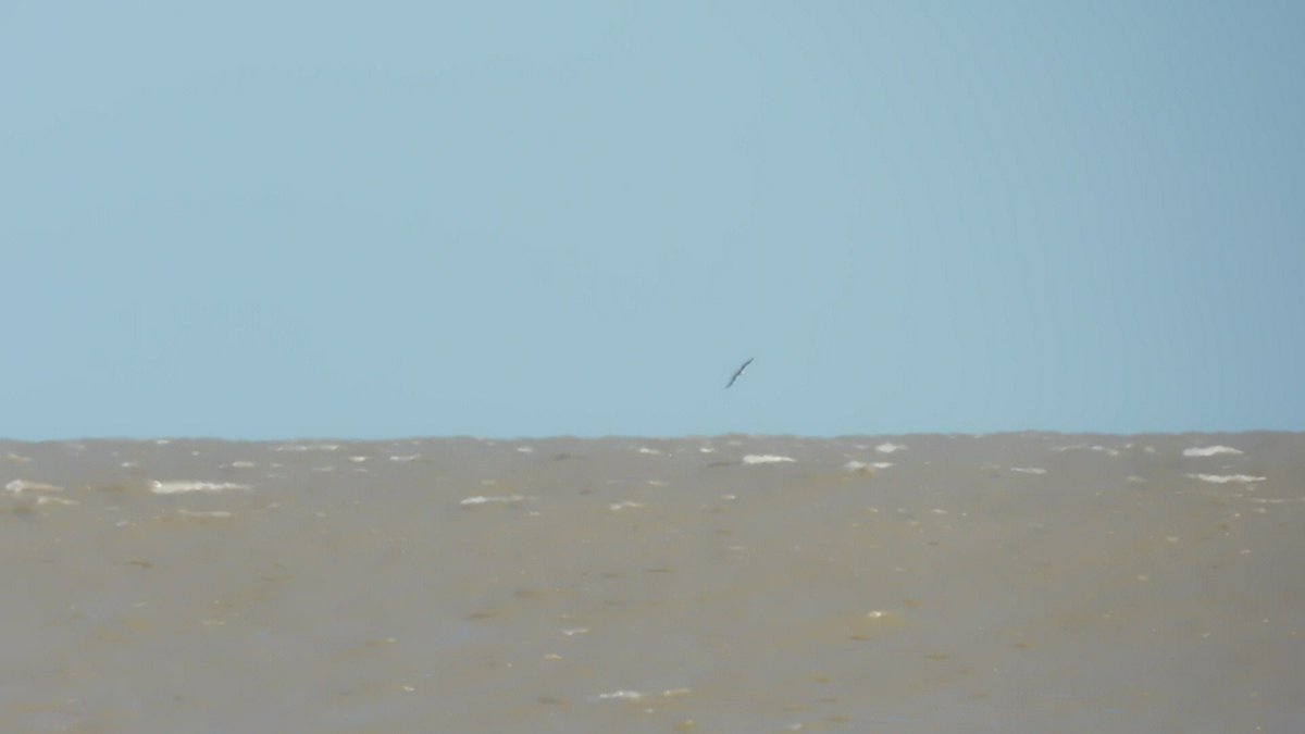 MicxSol's tweet photo. Un albatros ceja negra, también visto desde la costa de punta rasa (usen la imaginación).
#TaxoJueves #Procellariiformes https://t.co/QaSCxpTg9V