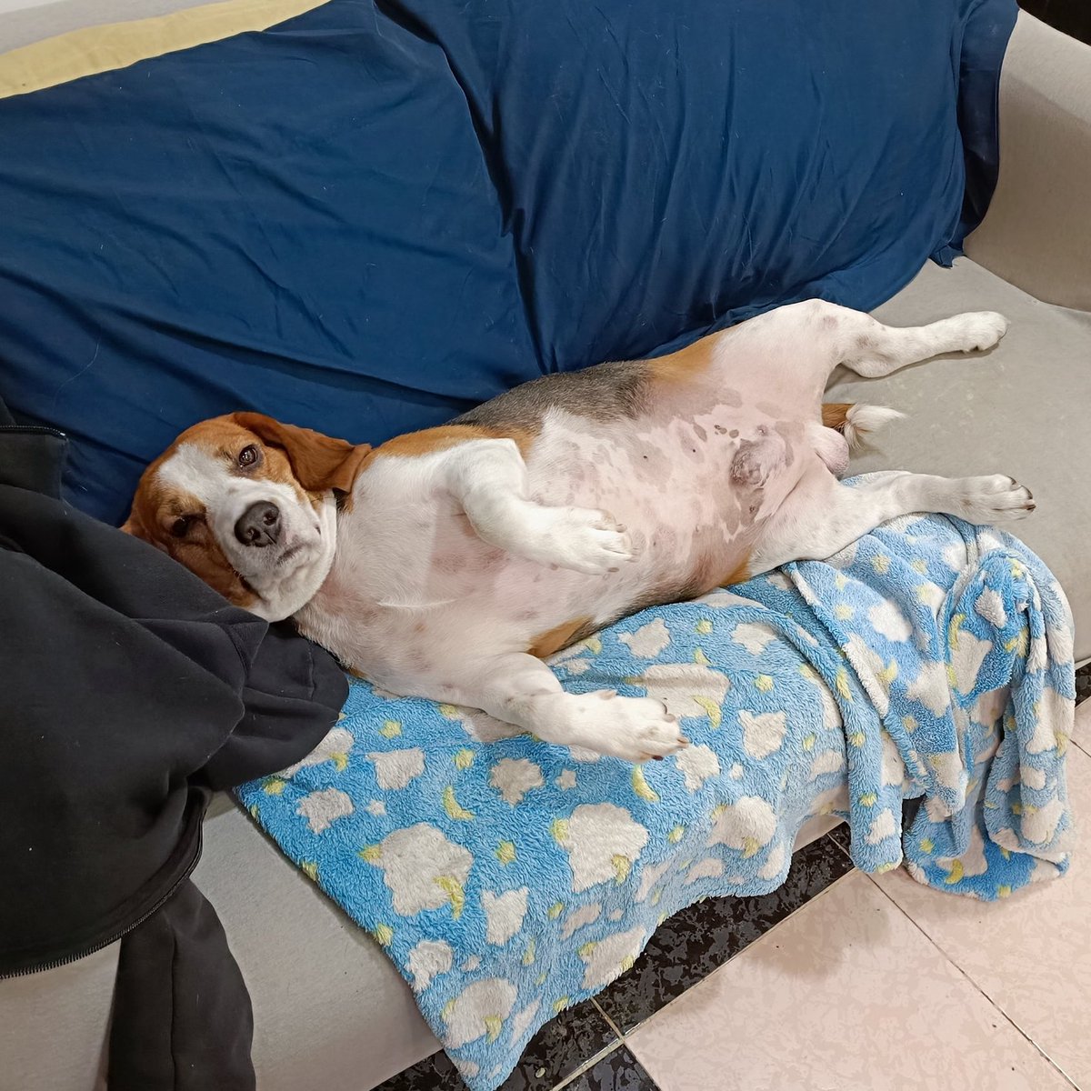 -¿Sentiste el temblor?
- Yo hace mucho que ya no siento nada