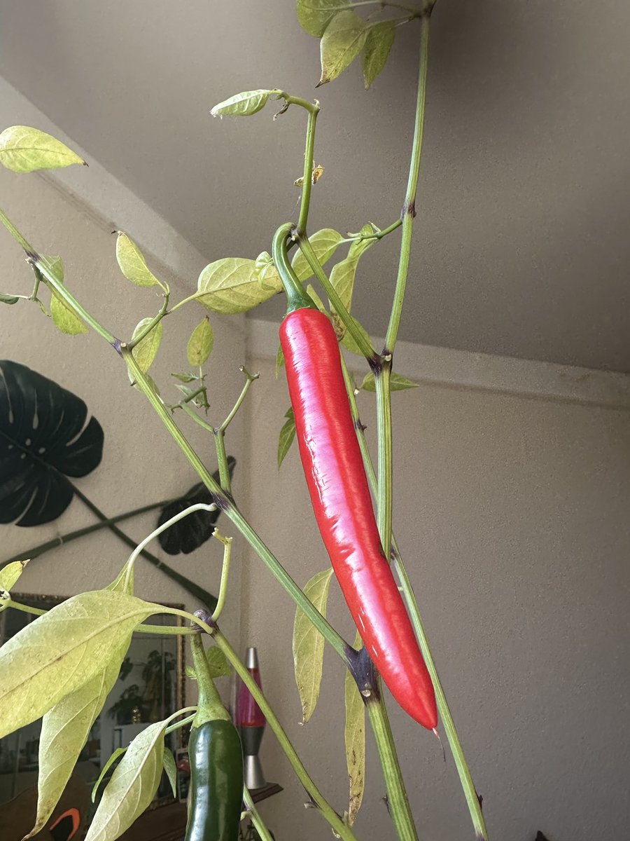 My chilli finally ripened (reddened?) in WINTER