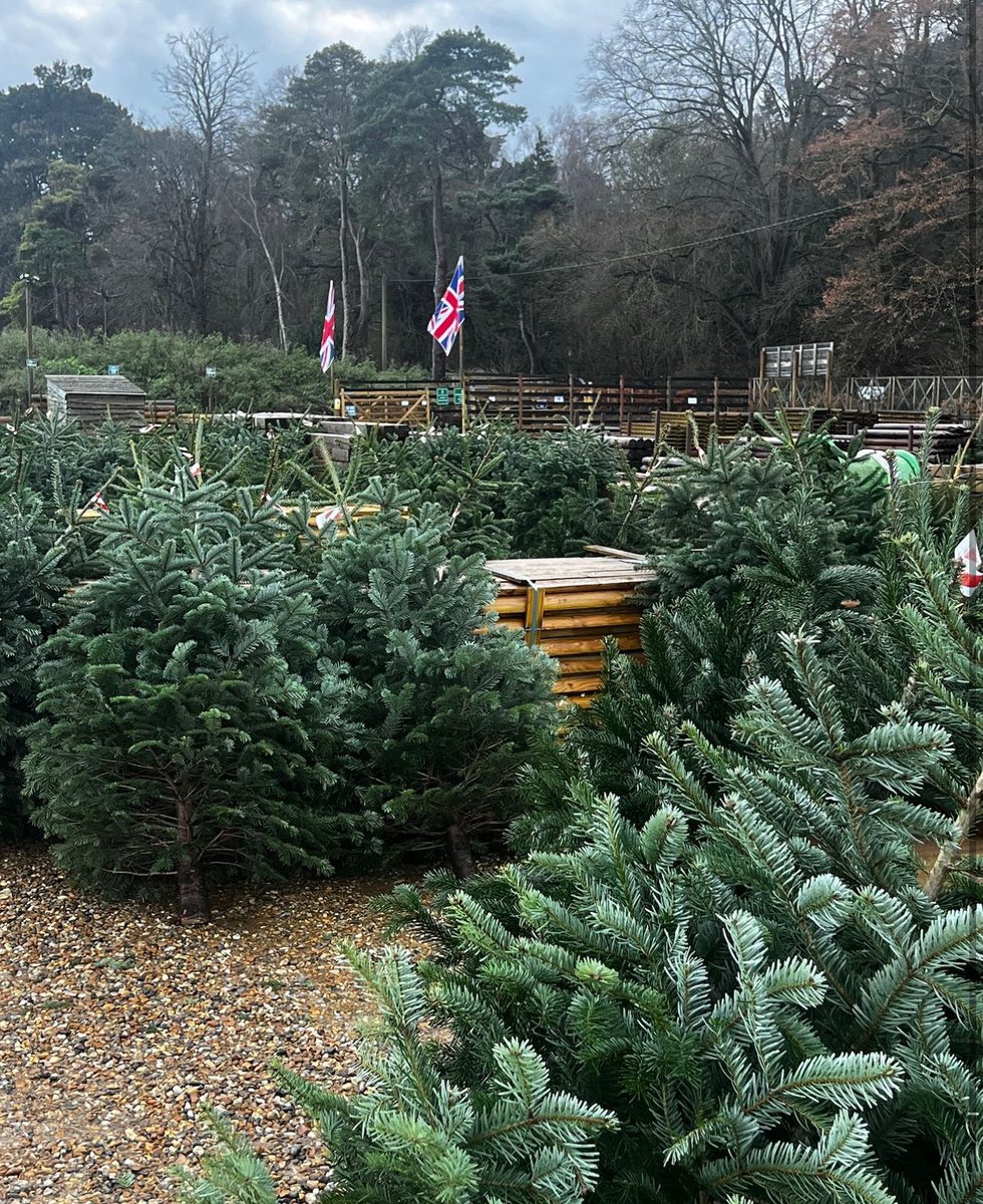 If you haven’t got your tree up yet, Sandringham Sawmill has a range of real Christmas Trees in a variety of sizes for sale🎄 Opening hours: Monday – Friday 7.30am – 4pm and Saturdays 8am – 12 noon. 📸 Mollys Den