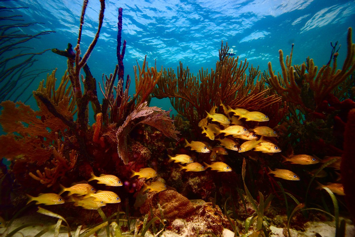 Another photo from our recent trip to Belize with the @smithsonian snags 1st place in the @SFUBioSci photo contest 📸🐠🪸🌊