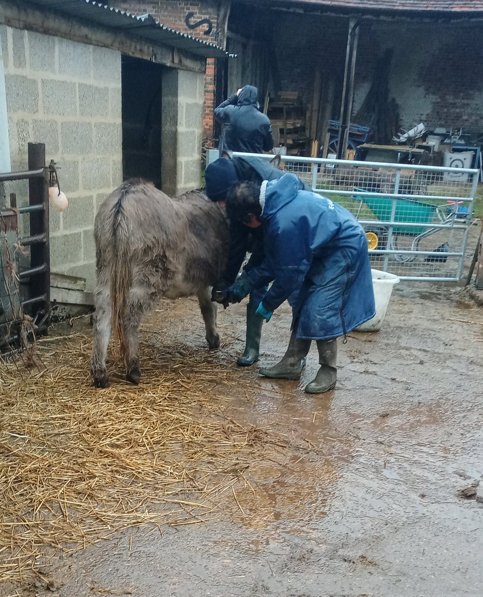 RoadFarmRamblin's tweet photo. Nothing stops our wonderful #farmhelpers & #volunteers! It may be miserable & wet but the donkeys are still happy to have their hoofs picked out! #newskills being learnt here!
@Talkback_UK https://t.co/zfSzb05UKk