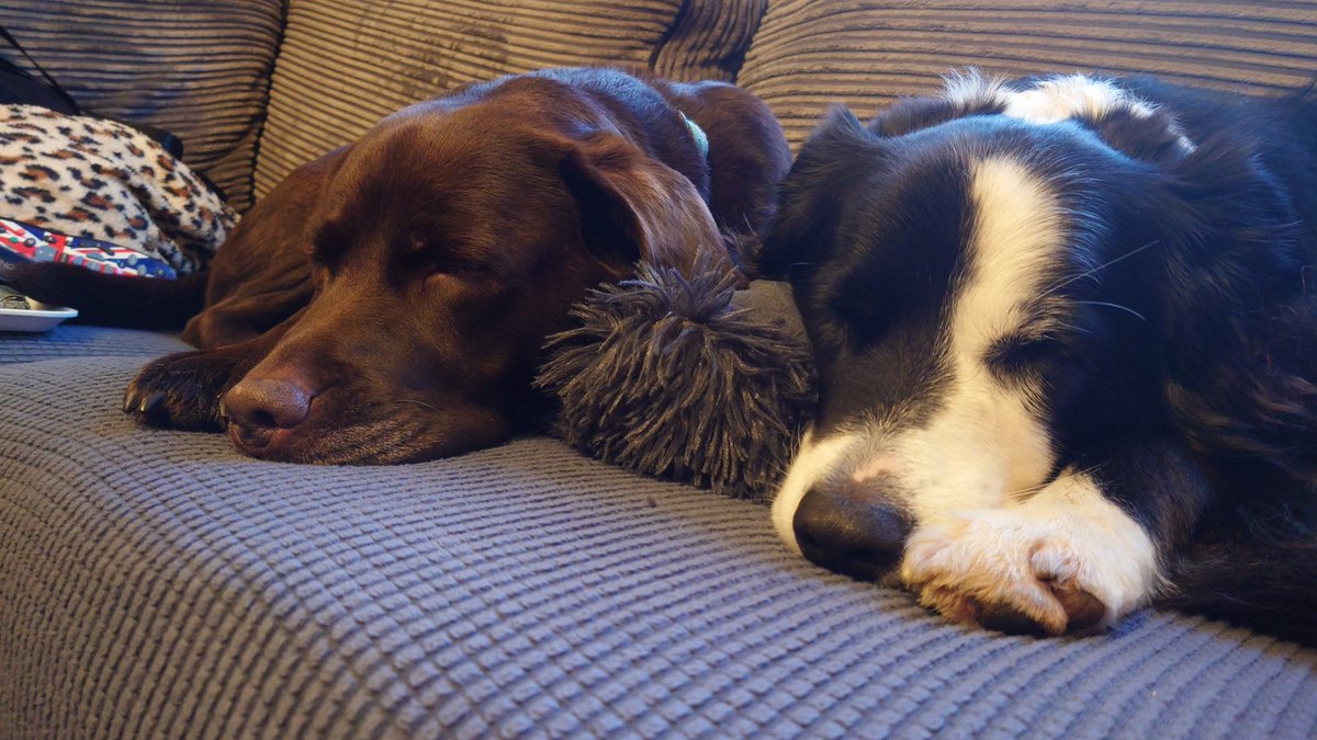 CollieJake's tweet image. Sofa snoozing 😴