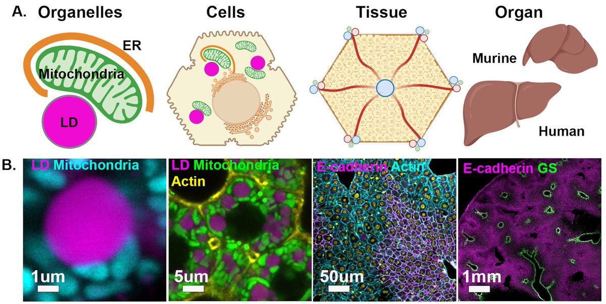 Happy to share my recent Current Opinion in Cell Biology @ELS_CellBiology What is liver zonation? How do hepatocytes organize their activities in the tissue? And what does cell-cell communication and gradients have to do with it? authors.elsevier.com/a/1iD9i3PA3sV0…