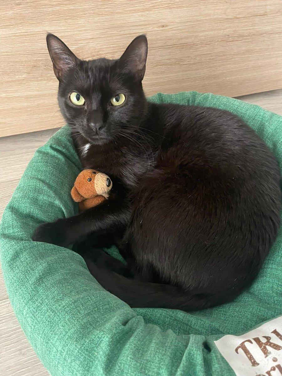 mojito_gatuno's tweet photo. Me habéis despertado😸 https://t.co/7TuMYm6ilo