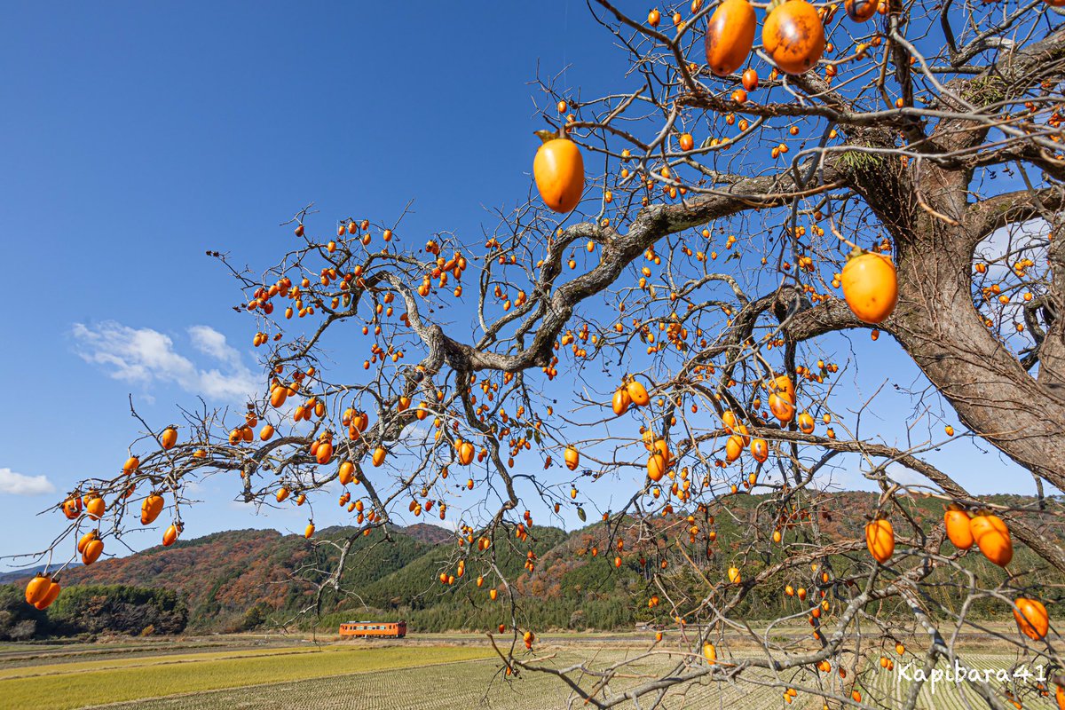 沿線に見つけた1本の柿の木

柿の実はモチロンですが
タラコ色の列車もなんだか秋の風物詩のように見えました。

撮影地:山口線