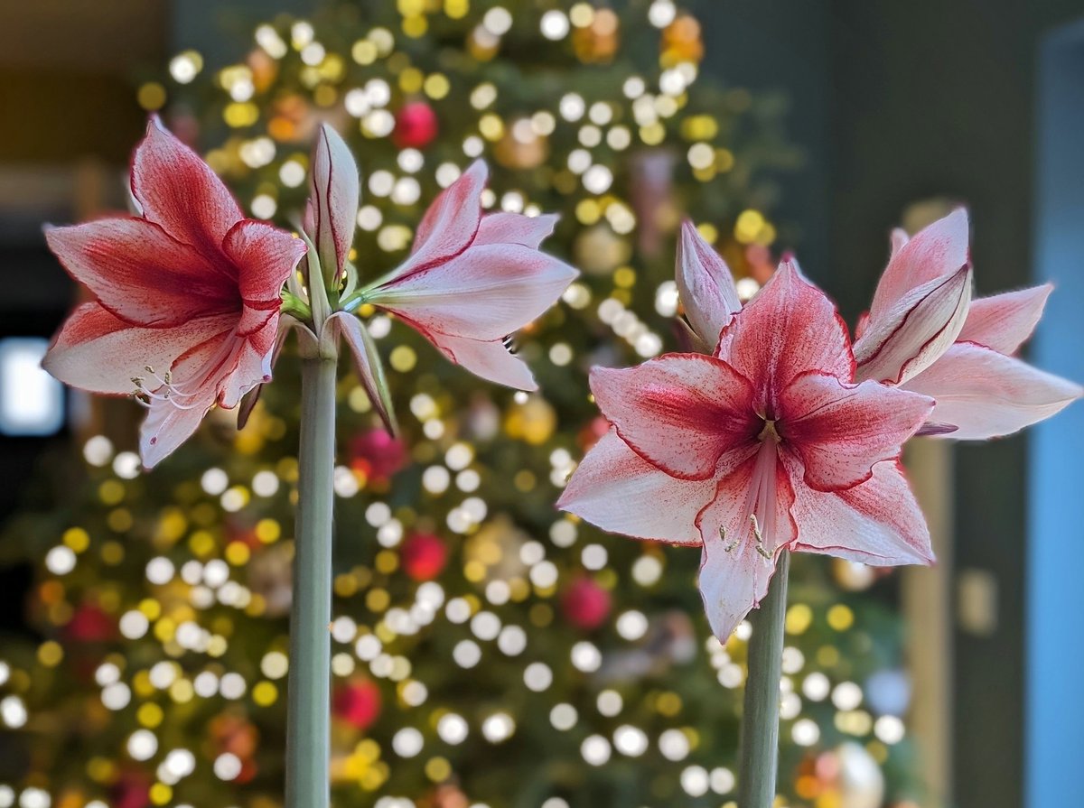 nmtownsend's tweet image. 🌸 First time growing Amaryllis and pretty pleased with how they're doing.