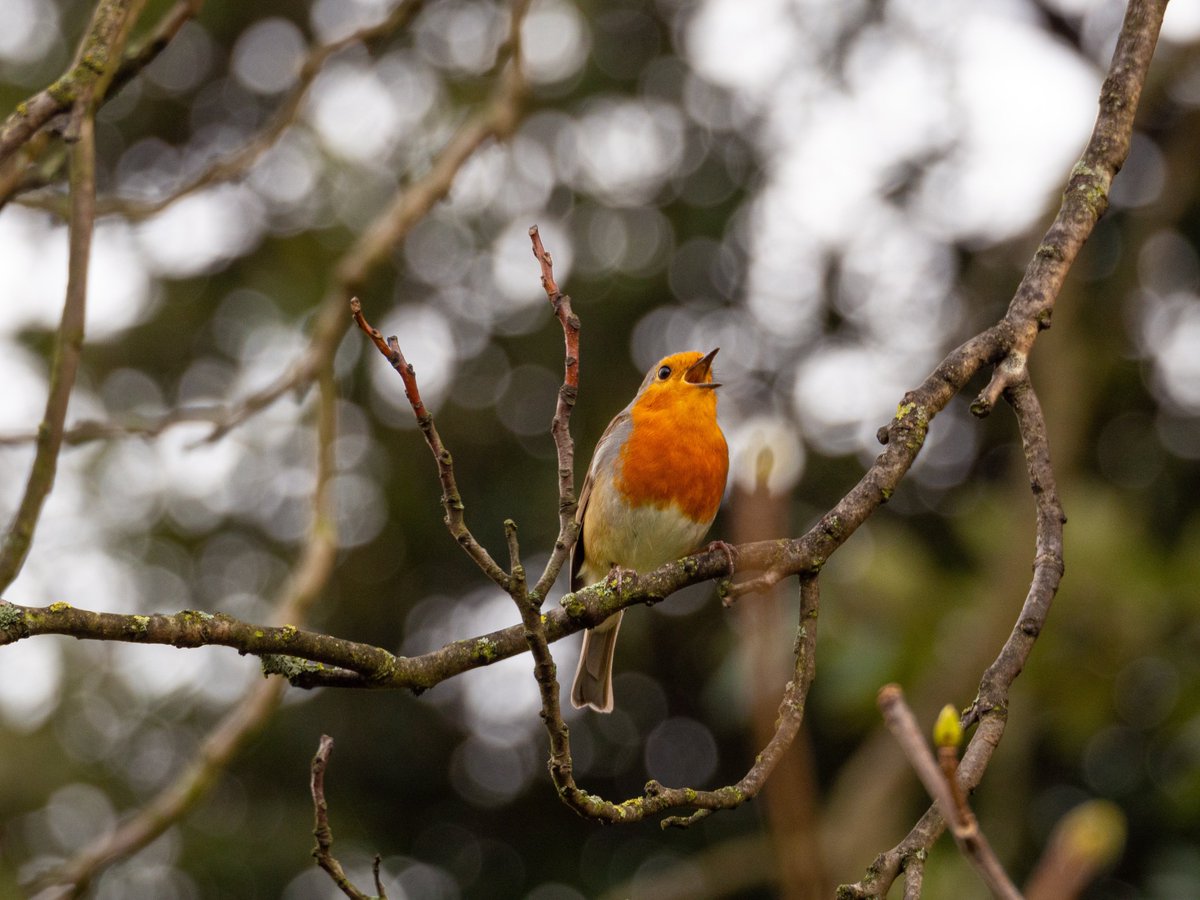BioDiversity4All | Biodiversidade para Todos (@biodiversity4a) on Twitter photo O projeto de ciência cidadã “Bird Sounds Global” precisa de ajuda para identificar aves através do som. 🎶🐦⬛ São paisagens sonoras incluídas no portal web do projeto e onde é necessário identificar as espécies de aves que estão a vocalizar. 
Saber mais 👉bsg.laji.fi/identification… O projeto de ciência cidadã “Bird Sounds Global” precisa de ajuda para identificar aves através do som. 🎶🐦⬛ São paisagens sonoras incluídas no portal web do projeto e onde é necessário identificar as espécies de aves que estão a vocalizar. 
Saber mais 👉bsg.laji.fi/identification…