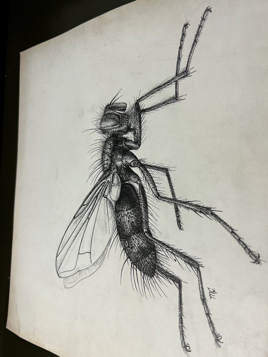 Joel Gibson tweet media