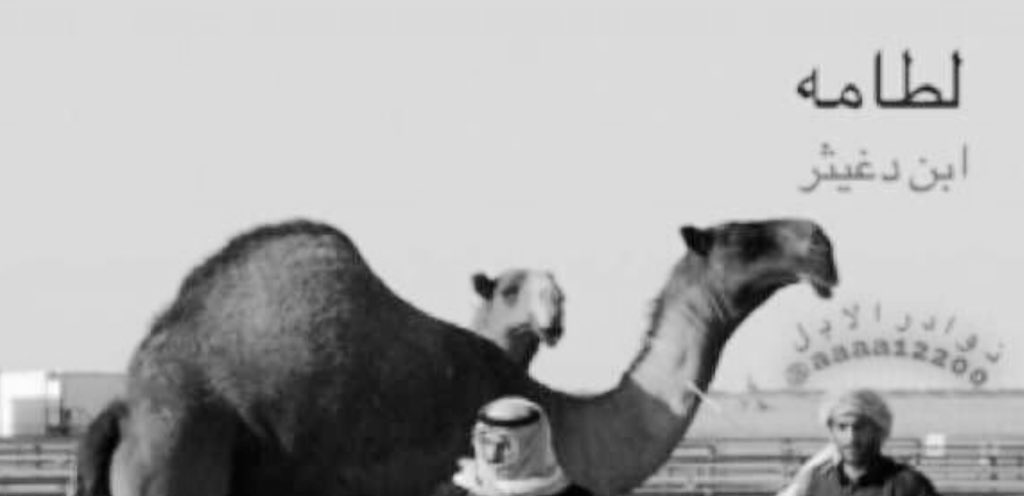 snd_s1's tweet photo. #ماجد_مطر_العضياني

صنف فرديّة مزاين شكل ماله ثاني
يوم تعرض في خيالي كنّها ( لطامه )

'

تشبه لـ لطامه أبن دغيثر الشيباني
و فيها من هيبة عتيبه زومةٍ وزعامه

- ابيات من قصيدة لشهيد 
- اذكروه بدعوة الله يرحمة ويغفرلة https://t.co/TAVhIBS3ob