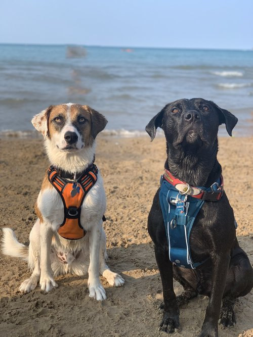 Next the postdocs! 
1) @DammeSf's sweet &amp; clumsy dog, Rosie, who is the first of THREE pirate dogs.
2) @trevfw's cats, demanding Tammy and hapless Butters 
3) <a href="/DNPrattPhD/">Danielle Pratt</a>'s dogs, neurotic Gus and stubborn &amp; affectionate Gordon
All of these cuties are rescues.