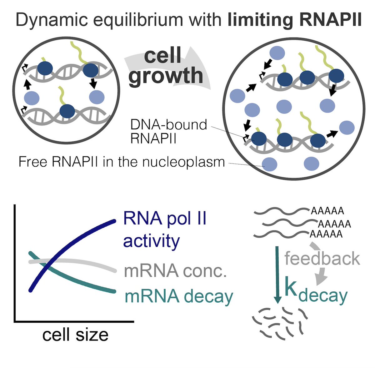 Matthew Swaffer (@mpswaffer) on Twitter photo Really thrilled to see our work out in the recent issue of <a href="/CellCellPress/">Cell</a>! A huge thanks to everyone involved <a href="/JanSkotheim/">Jan Skotheim</a> <a href="/georgimarinov/">Georgi Marinov</a> @lab_reyes <a href="/WJGreenleaf/">William J. Greenleaf</a> <a href="/anshulkundaje/">Anshul Kundaje (anshulkundaje@bluesky)</a> and the many more not on Twitter. (1/9) Really thrilled to see our work out in the recent issue of <a href="/CellCellPress/">Cell</a>! A huge thanks to everyone involved <a href="/JanSkotheim/">Jan Skotheim</a> <a href="/georgimarinov/">Georgi Marinov</a> @lab_reyes <a href="/WJGreenleaf/">William J. Greenleaf</a> <a href="/anshulkundaje/">Anshul Kundaje (anshulkundaje@bluesky)</a> and the many more not on Twitter. (1/9)