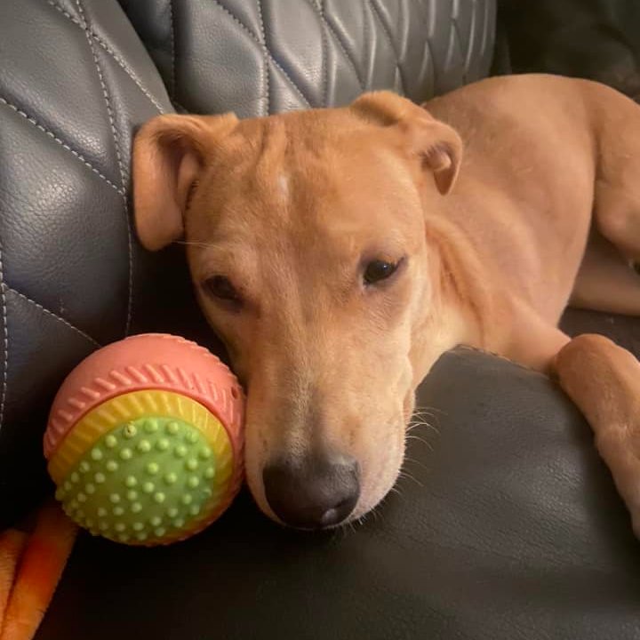 Mutt Misfits tweet media