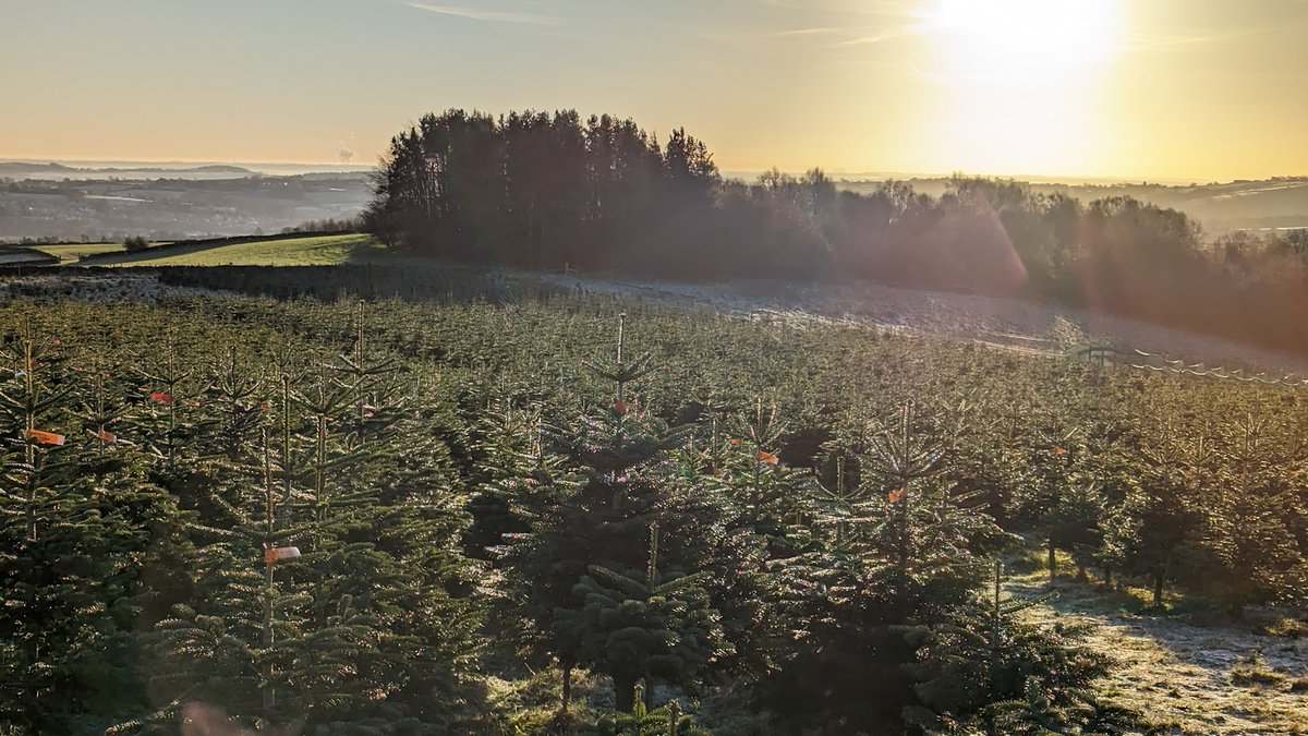 🌲🌲STOCK CHECK: PLENTY! 😆🌲🌲
 
🌲Make memories and keep traditions by coming along to the farm to choose a beautiful tree growing in the field and we’ll cut it down for you.🌲

We're open Friday, Saturday &amp; Sunday from 10am-4pm, no need to pre-book.