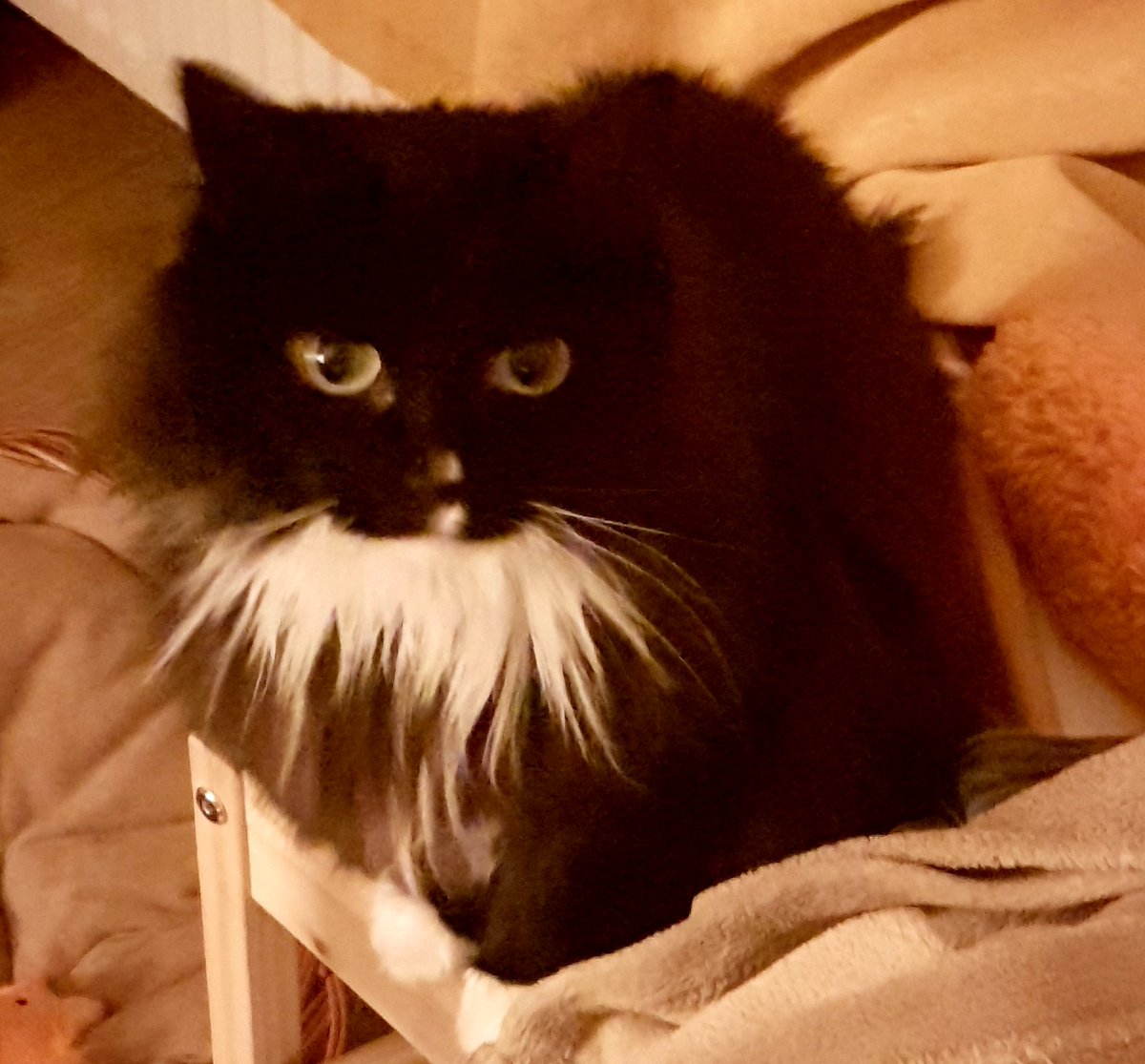 Howes1981's tweet image. #cat