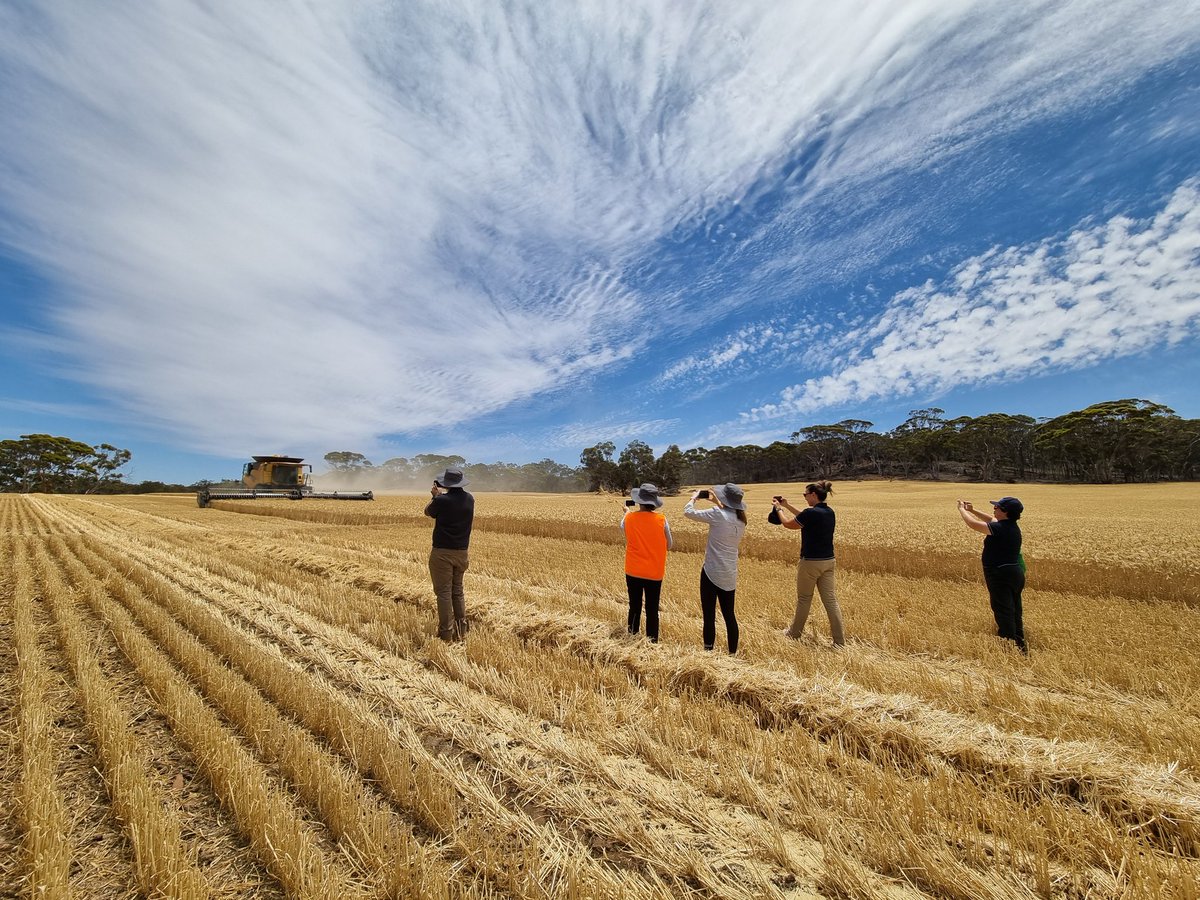 Had a great day out yesterday with a visitor from the Japanese Flour Millers Association, <a href="/AEGIC/">Australian Export Grains Innovation Centre</a> and the <a href="/InterGrain1/">InterGrain</a> lab team. Thank you to <a href="/CurtisGuthrie15/">Curtis Guthrie</a> for generously sharing your time and expertise with us!