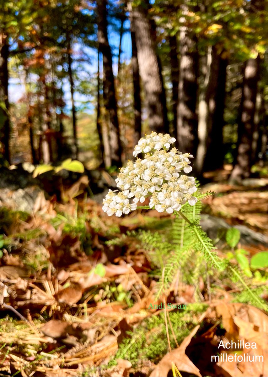 Wishing you a Fabulous #ForestFriday 🌲💚🌲💚

Yarrow 
Possible Herbal Actions:
 anti-inflammatory, anti-septic, diuretic, diaphoretic, astringent, expectorant, styptic, vulnerary
*member of Asteracea family