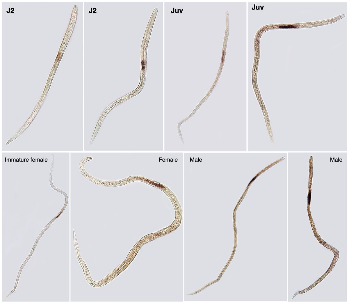 Finally able to capture effector genes in the glands of all stages of Litylenchus crenatae, the beech leaf disease nematode! This nematode is pretty cool ;) #BLD #beechforestneedshelp