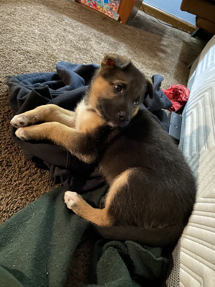 kiingkylo's tweet photo. In line w the tradition of nerdy names for our pets we got a puppy and called her mayday parker and I would already kill for her https://t.co/vQUHkPuWaE
