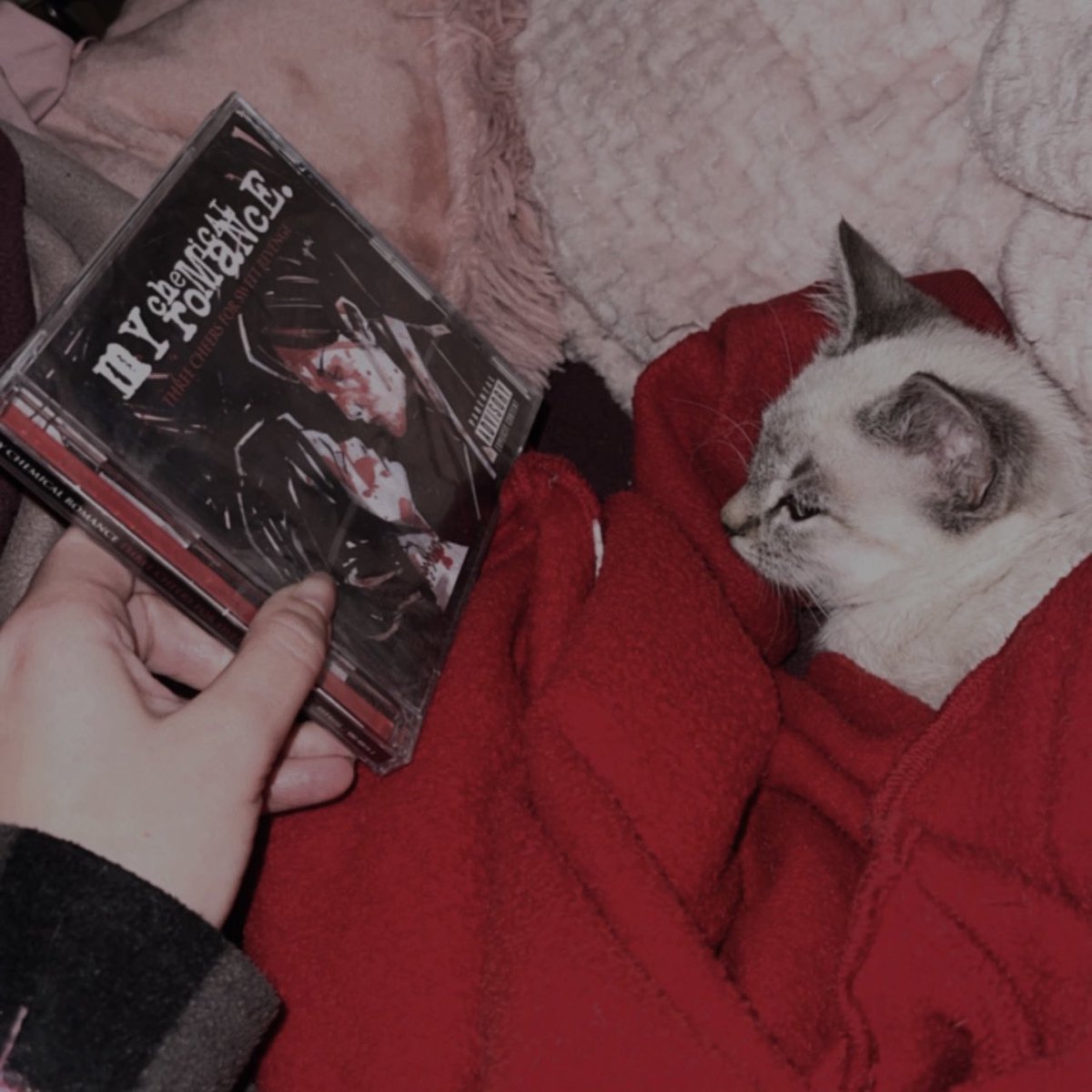 skarispunk's tweet image. me with my new cat: 

SO THIS IS MY CHEMICAL ROMANCE