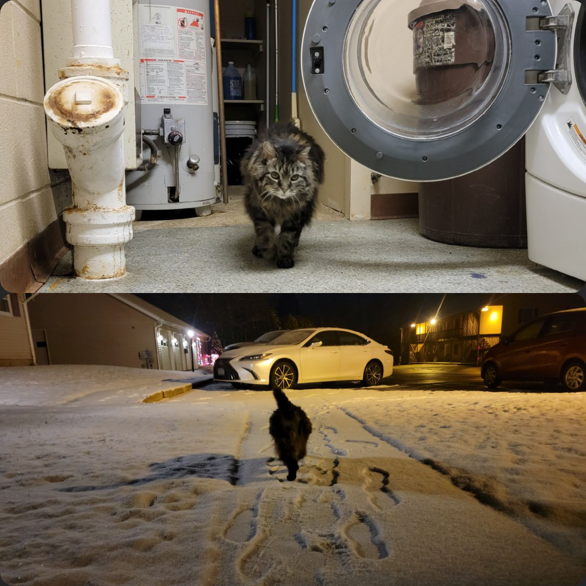 Neither snow, nor rain, nor heat, nor gloom of night stays this fluffy courier from the swift completion of her appointed rounds
She must check the laundry room before bed.
#CatsofTwittter 
#cats