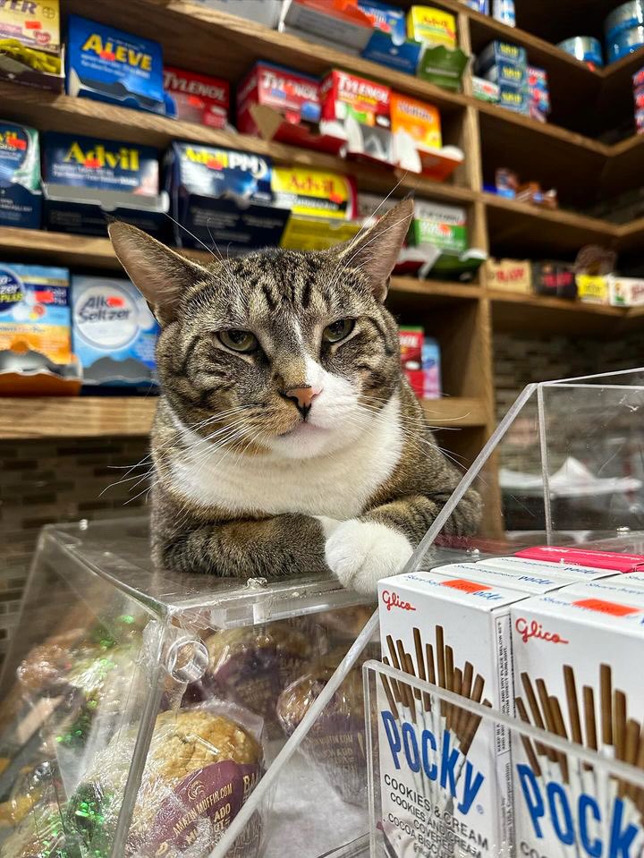 Bodegacats_'s tweet photo. https://t.co/2lsjnn0HlV
