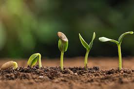 The fog is going to clear soon. People will see a rising sun shining all over the promised land. The planted seed will start to germinate and the morning dew will water and soften the land. Arise Zimbabwe.
