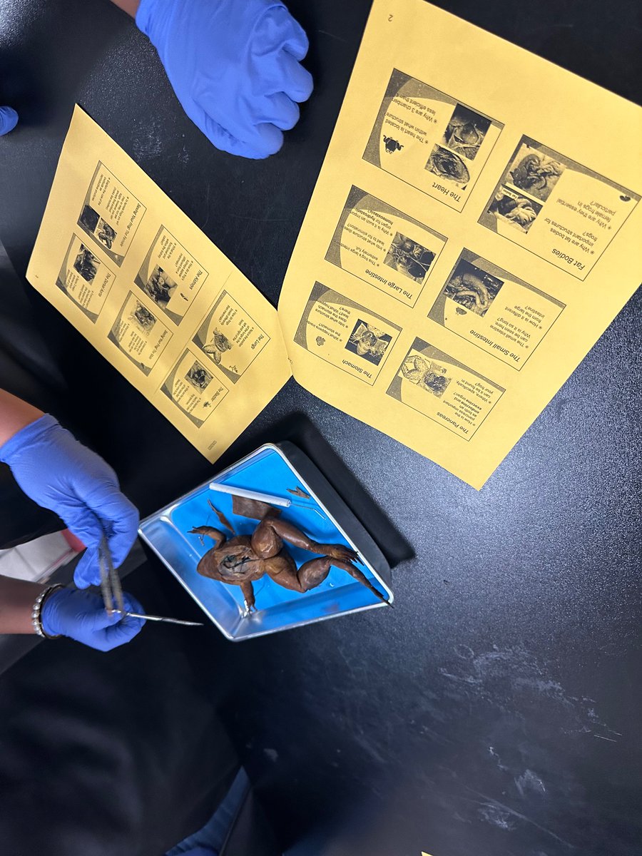 Frog Dissections <a href="/WMSSTEM_23/">WMS STEM</a> <a href="/HumbleISD_WMS/">Woodcreek Middle</a>