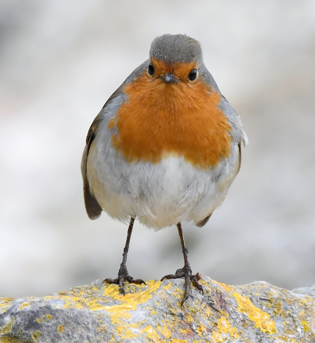 As it's Friday, I'm asking all my followers to please retweet this photo of a grumpy Robin on a rock. 🙏♥️ Help my little bird account to beat the algorithm and be seen.🙏 Thank you so much!🥰 #FridayRetweetPlease 😊 ♥️