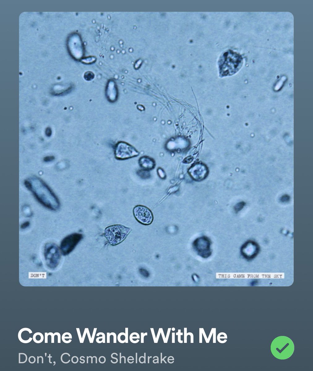 Woah these are incredible, I feel like all the itchy parts of my brain have been scratched. Absolutely love this so much, will be vibing to these while drawing or just existing in general <a href="/cosmosheldrake/">Cosmo Sheldrake</a>