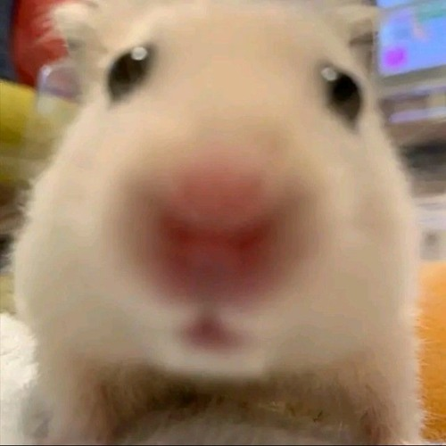 This is what I look like when I message "hi" to you