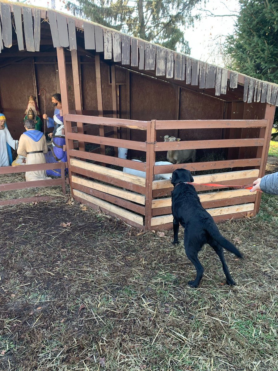 Mr. Diggle (@mister_diggle) on Twitter photo Away in the manger! On my walk back to the MS/HS building from <a href="/LocklandLocal/">Bob Longworth</a> Annex building, I got to visit the manger with live sheep and a donkey! Oh what fun it was!! #diggledog #workingdog #facilitydog #christmastime #liveanimals #mangerscene #hifriends #funtimes Away in the manger! On my walk back to the MS/HS building from <a href="/LocklandLocal/">Bob Longworth</a> Annex building, I got to visit the manger with live sheep and a donkey! Oh what fun it was!! #diggledog #workingdog #facilitydog #christmastime #liveanimals #mangerscene #hifriends #funtimes