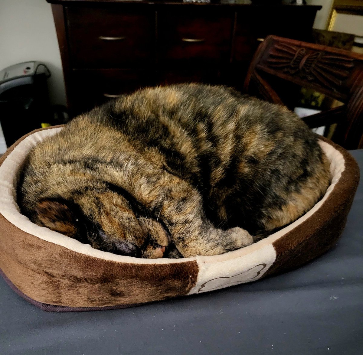 Could she be any cuter? #tortie #CatsOfX #CatsOfTwitter #Stevie