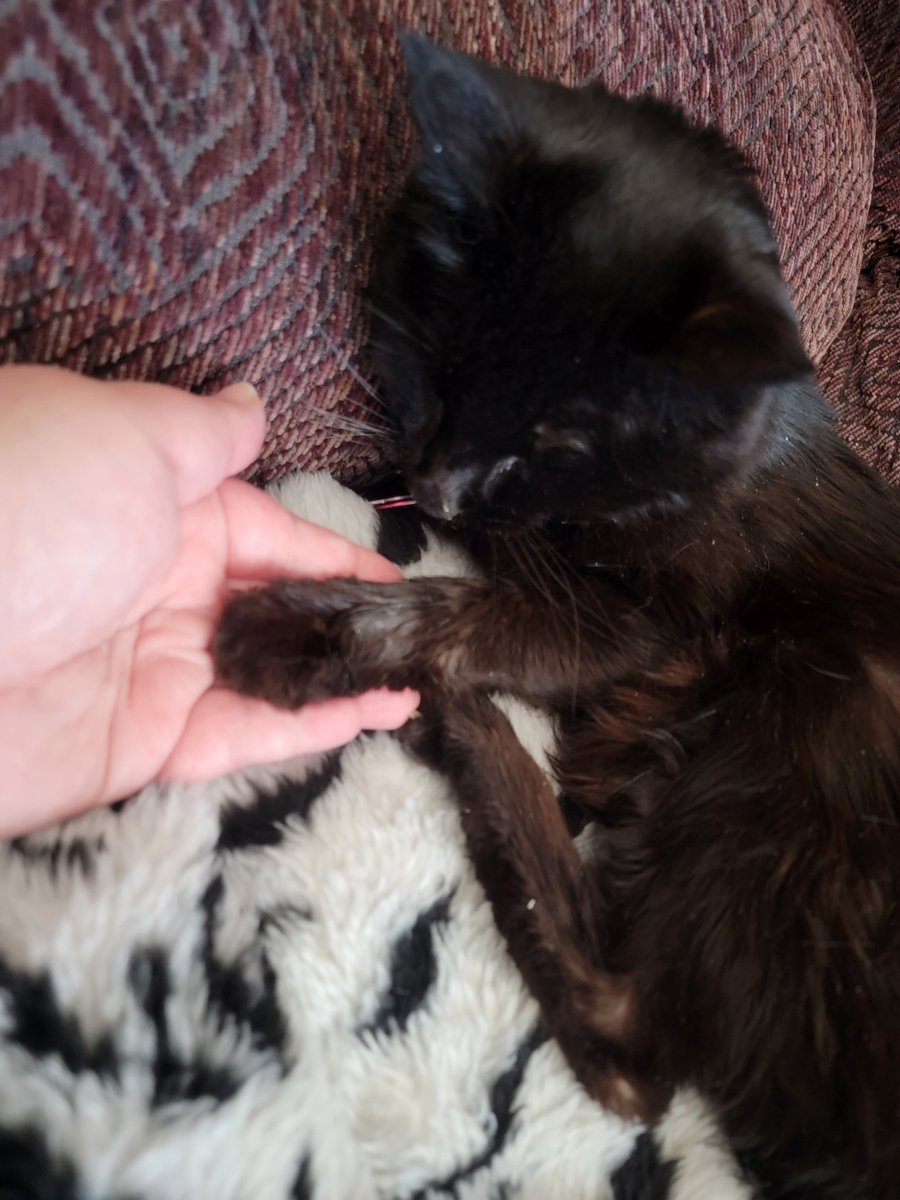 modriver88fan's tweet photo. The light &amp; love of my life, my heart, my firstborn, Shadow is gone 🌈 💔 to say that we're beyond shattered it's the understatement of the century.  I held her paws &amp; strokes her head as she left this life.  Her suffering is over, but ours is just beginning. #RIPShadow https://t.co/R9ObX3LOGQ