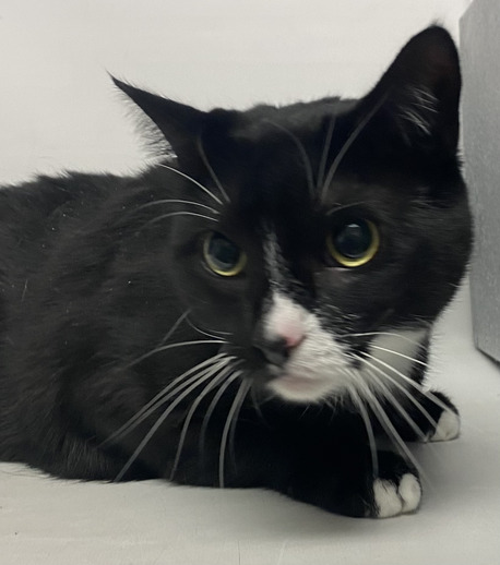 NYCDEATHROWCATS's tweet photo. THERE ARE 22 ANIMALS ( 7 CATS &amp; 15 DOGS)  AT RISK FOR SATURDAY  12/9/23 DEADLINE IS NOON. PLEASE SHARE, FOSTER, ADOPT, TAG FRIENDS, POST TO SOCIAL MEDIA SITES, PLEDGE TO HELP SAVE THEIR LIVES. NEW PHOTOS https://t.co/Rt2PL8RaPy https://t.co/sy9G0xTXNX