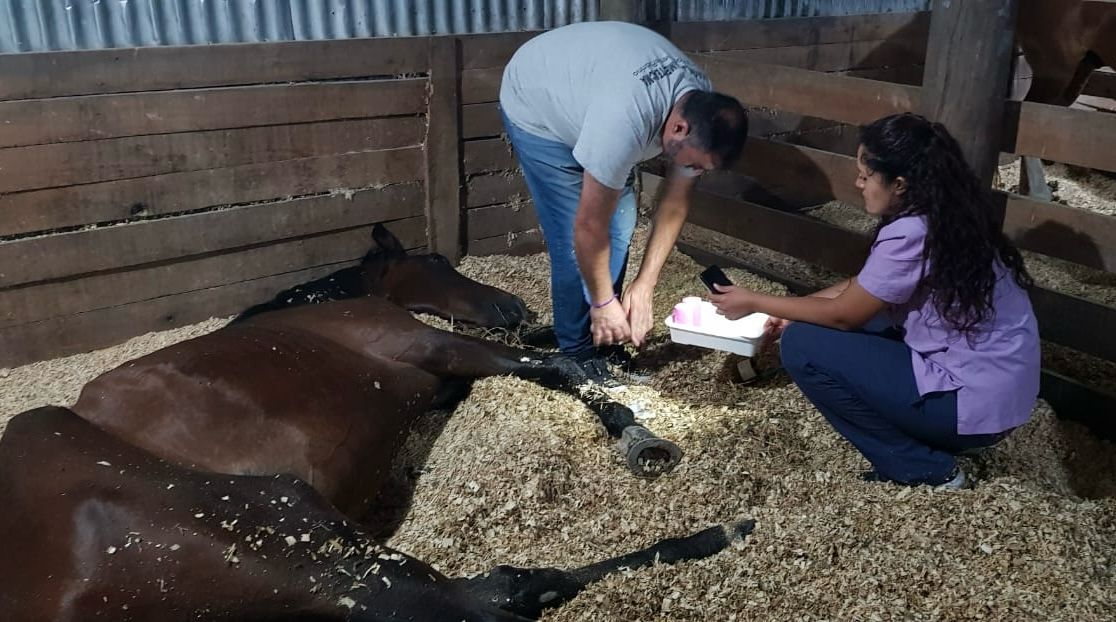 ACMACABALLOS's tweet photo. ⚠️ ATENCIÓN: OPORTUNIDAD PARA SER PARTE DEL EQUIPO VETERINARIO 

❇️Convocatoria para estudiantes de veterinaria  👩‍🔬🧑🏻‍⚕️🩺

❇️Si estas interesado/a en ser parte del equipo médico envianos un mail a  voluntarios@acma.org.ar
y pasanos tu nombre, apellido y indicanos el año en el que estás cursando de la carrera. 

🟣 La primera convocatoria será programada e informada en tiempo y forma!

Sumate y formá parte de ACMA ‼️