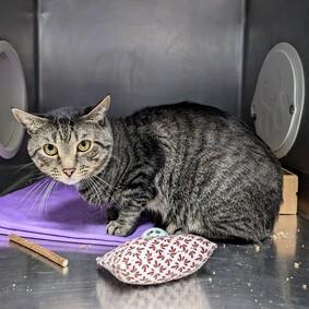 NYCDEATHROWCATS's tweet photo. THERE ARE 22 ANIMALS ( 7 CATS &amp; 15 DOGS)  AT RISK FOR SATURDAY  12/9/23 DEADLINE IS NOON. PLEASE SHARE, FOSTER, ADOPT, TAG FRIENDS, POST TO SOCIAL MEDIA SITES, PLEDGE TO HELP SAVE THEIR LIVES. NEW PHOTOS https://t.co/Rt2PL8RaPy https://t.co/L2Y5eXlDoB