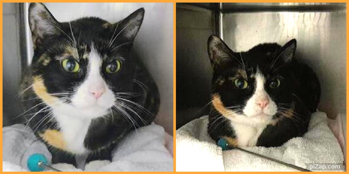 NYCDEATHROWCATS's tweet photo. THERE ARE 22 ANIMALS ( 7 CATS &amp; 15 DOGS)  AT RISK FOR SATURDAY  12/9/23 DEADLINE IS NOON. PLEASE SHARE, FOSTER, ADOPT, TAG FRIENDS, POST TO SOCIAL MEDIA SITES, PLEDGE TO HELP SAVE THEIR LIVES. NEW PHOTOS https://t.co/Rt2PL8RaPy https://t.co/L2Y5eXlDoB