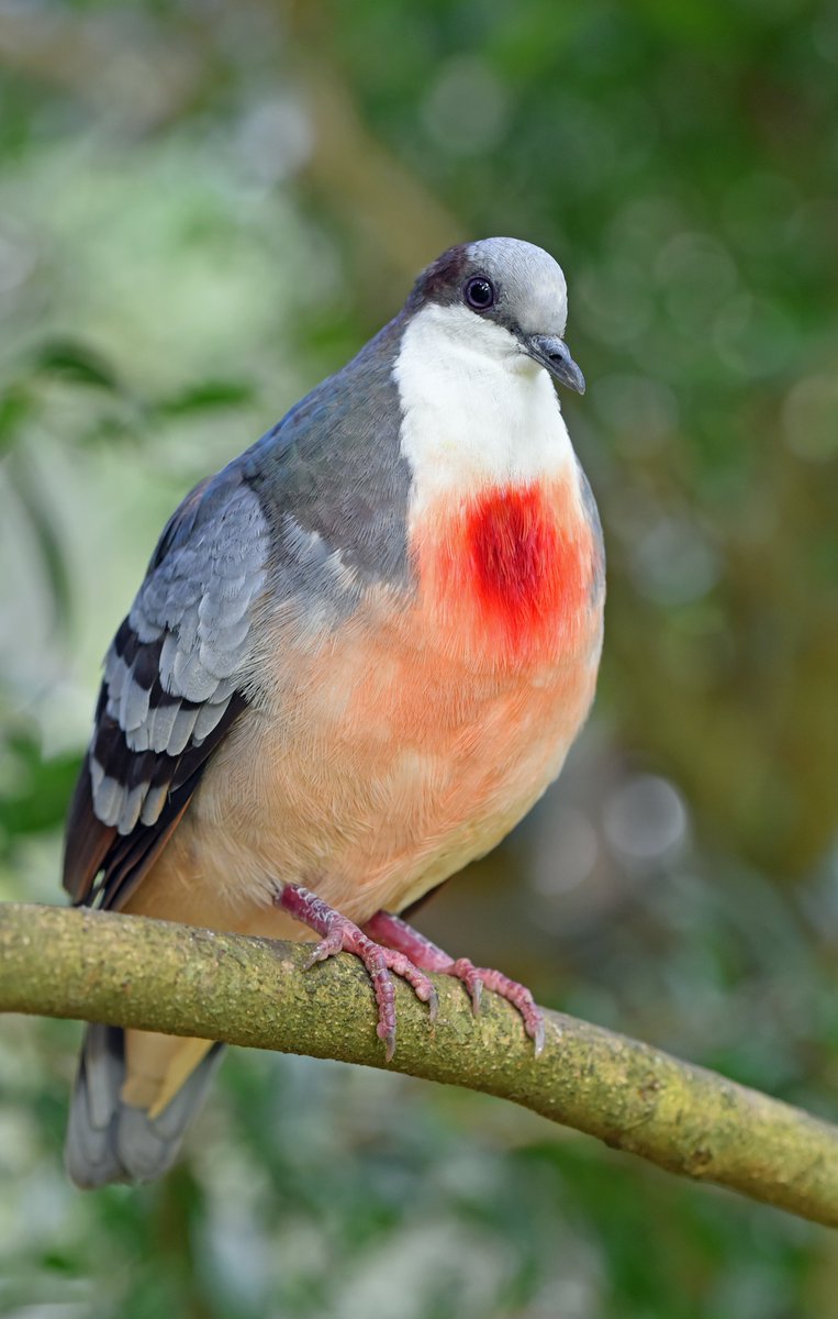 This amazingly colored bird was photographed at Birdworld in Kuranda, Australia. The colors are natural, and the Bleeding heart pigeon or dove is native to the islands of the Philippines. 🐦🌳🇦🇺🇵🇭

#birds #NaturePhotography #beautiful #wildlifephotography