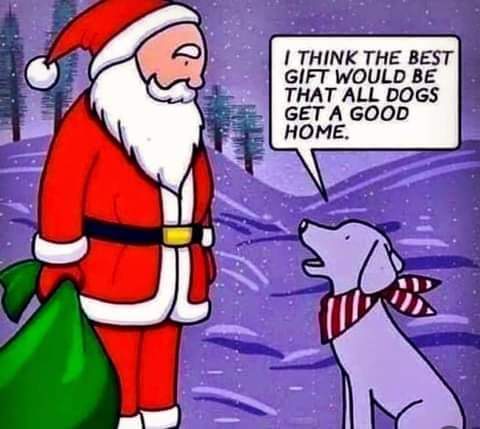 Our Christmas wish 🥺❤️🎄