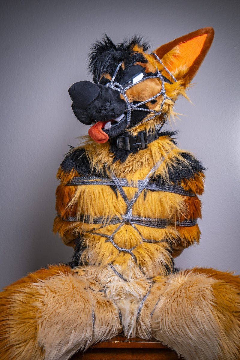 ⚠️ ⛔️Wild dog ⛔️⚠️
#AS_ropeplay - #3